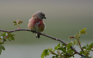 aves del llano calera y chozas