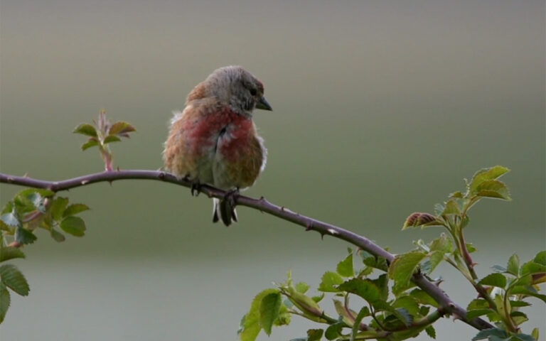 aves del llano calera y chozas