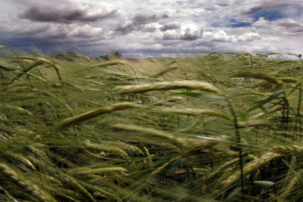 antigua fabrica de harinas calera y chozas